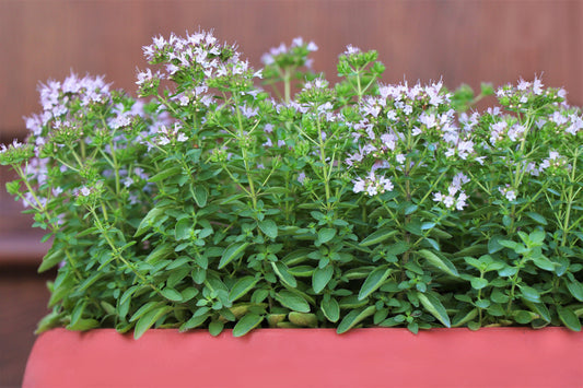 Sweet Marjoram Origanum Majorana Herb Flower Seeds heirloom non-gmo organic garden seeds
