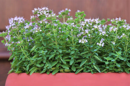 Sweet Marjoram Origanum Majorana Herb Flower Seeds heirloom non-gmo organic garden seeds