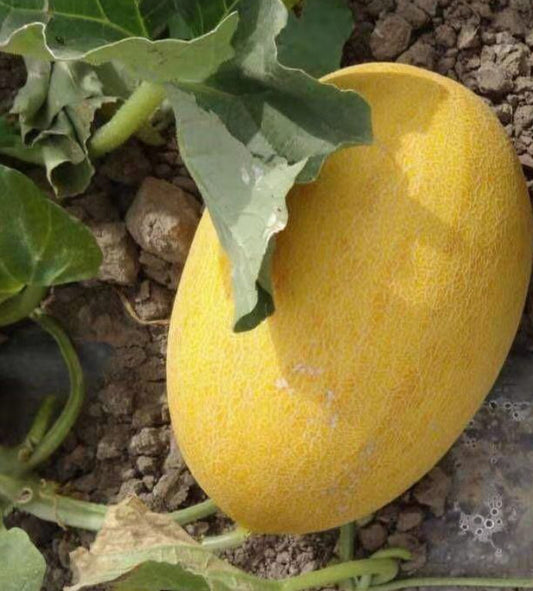 Sweet Melon Seeds For Easy Planting heirloom non-gmo organic garden seeds