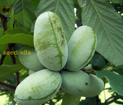 Pawpaw Fruit Seeds for Planting Grow Exotic Tropical Fruit at Home