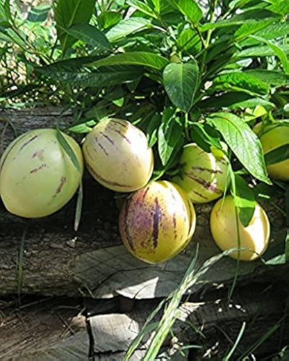 Pepino Dulce Melon Pear Seeds for Easy Planting