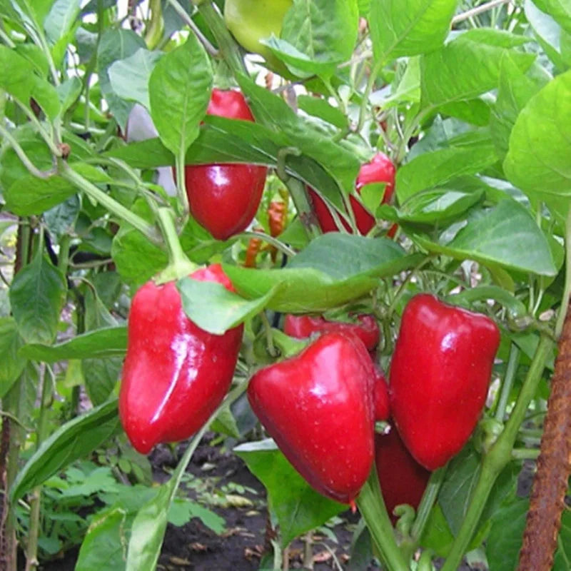 Doux D'Espagne Spanish Pimento Pepper Vegetable Seeds for Planting – Heirloom, Non-GMO, Easy to Grow, Edible