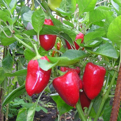 Doux D'Espagne Spanish Pimento Pepper Vegetable Seeds for Planting – Heirloom, Non-GMO, Easy to Grow, Edible