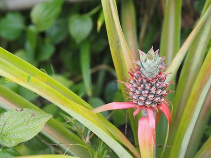 Pink Pineapple Seeds for Planting - Grow Your Own Fruit