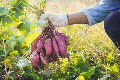 Sweet Potato Vegetable Seeds
