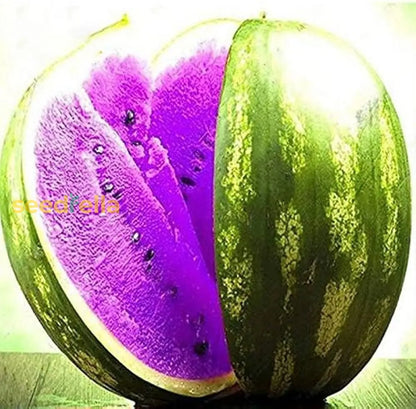 Purple Watermelon Seeds for Planting Grow Delicious Fruit