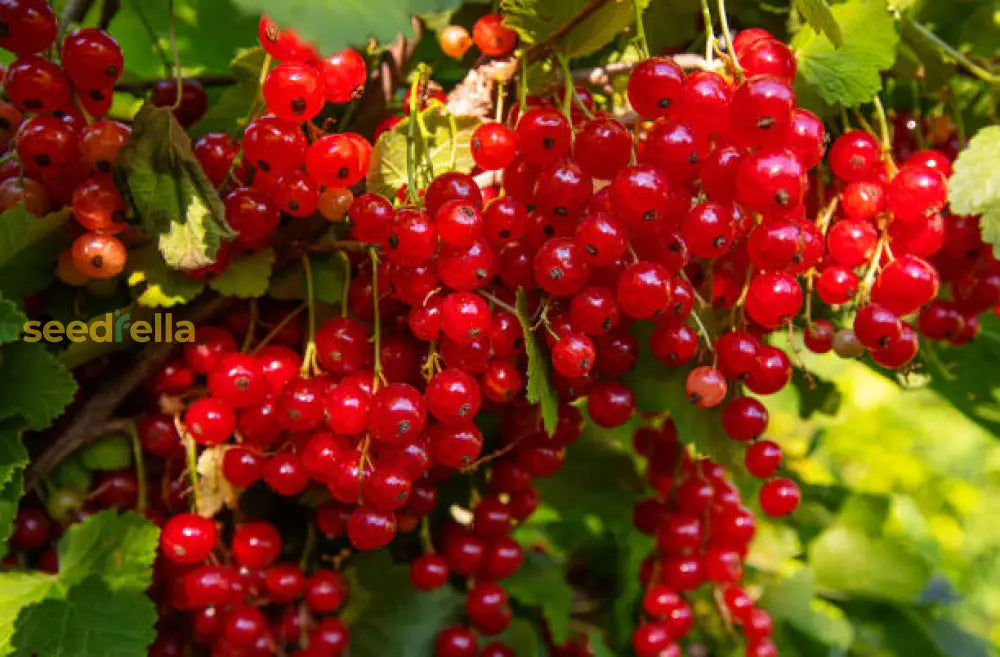 Red Currant Fruit Seeds for Planting Grow Flavorful Currants in Your Garden