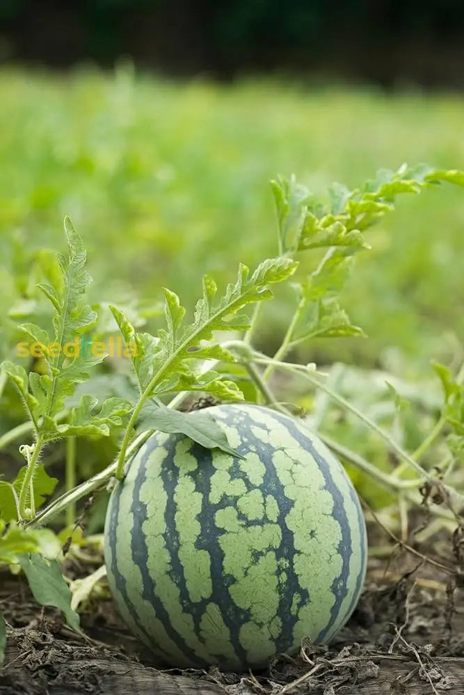 High-Quality Watermelon Seeds for Fruit Planting