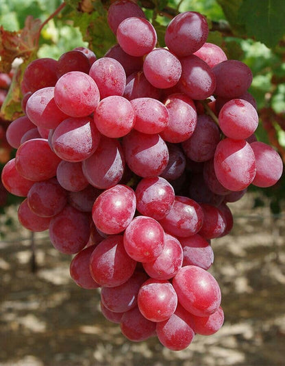 Ruby Roman Grape Seeds for Planting - Grow Your Own Grapes