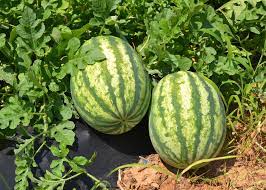 Sweet Seedless Watermelon Seeds for Planting and Delicious Treats