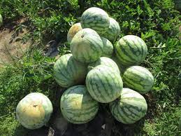 Sweet Seedless Watermelon Seeds For Planting And Delicious Treats heirloom non-gmo organic garden seeds