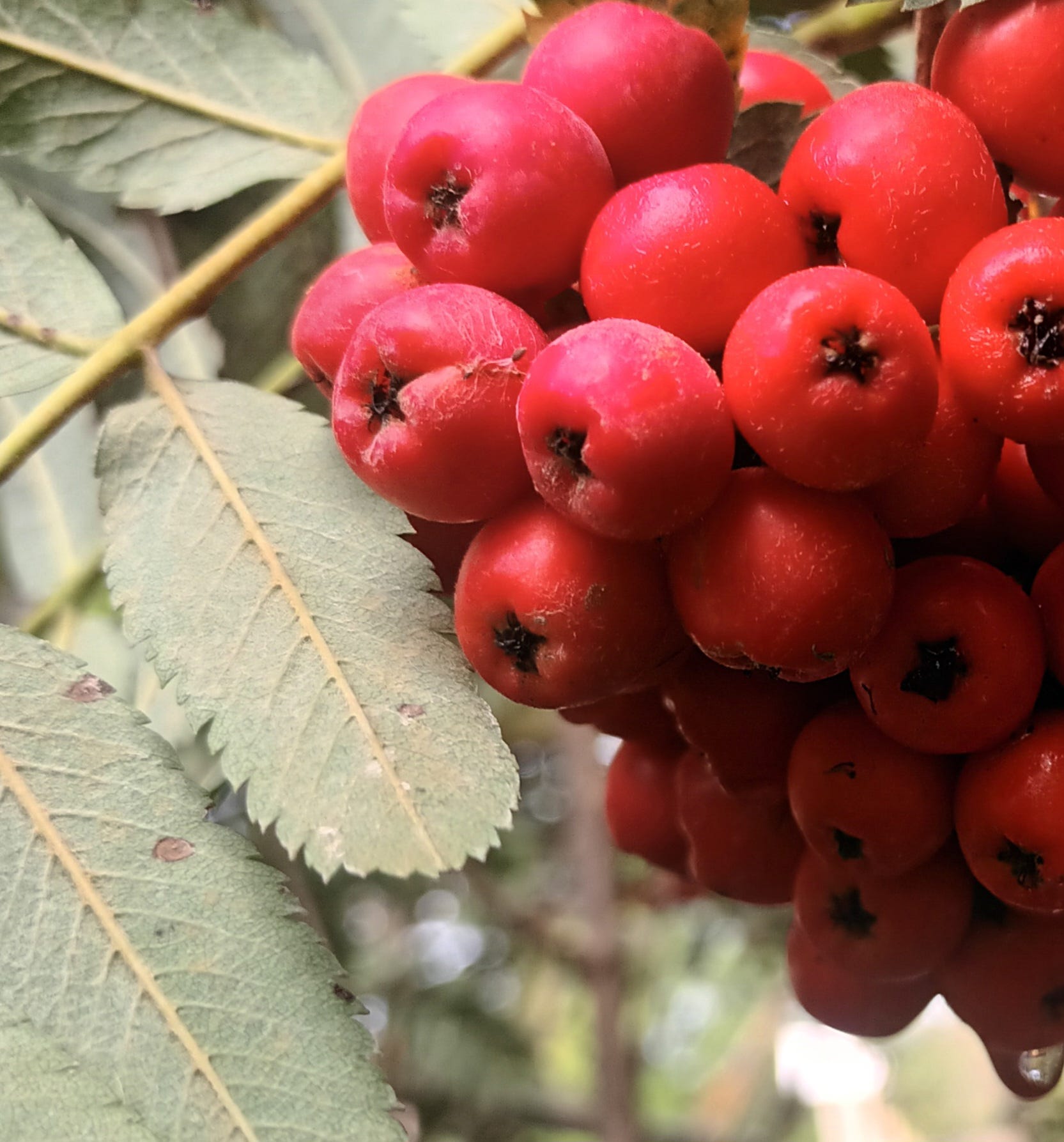 Sweet Sorbus Fruit Seeds Planting For Delicious Harvests heirloom non-gmo organic garden seeds