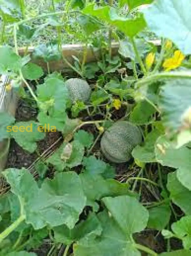 Blue Minnesota Melon Seeds for Planting
