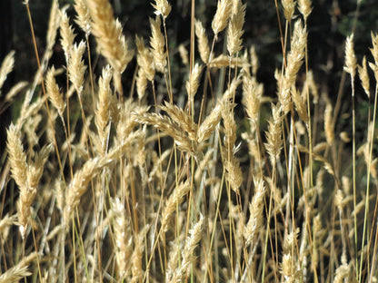 Sweet Vernal Grass Anthoxanthum Odoratum Fragrant Vanilla Grass Ornamental Craft Seeds heirloom non-gmo organic garden seeds