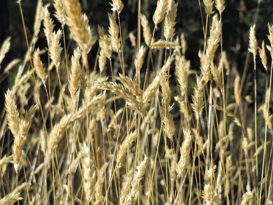Sweet Vernal Grass Anthoxanthum Odoratum Fragrant Vanilla Grass Ornamental Craft Seeds heirloom non-gmo organic garden seeds