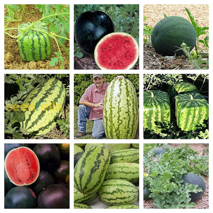 Mixed Watermelon Seeds for Planting | Grow Delicious Watermelon in Your Garden
