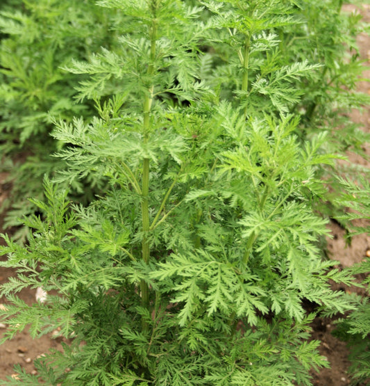 Sweet Wormwood Artemisia Annua Sweet Annie Mugwort Sagewort Fragrant Herb Seeds heirloom non-gmo organic garden seeds