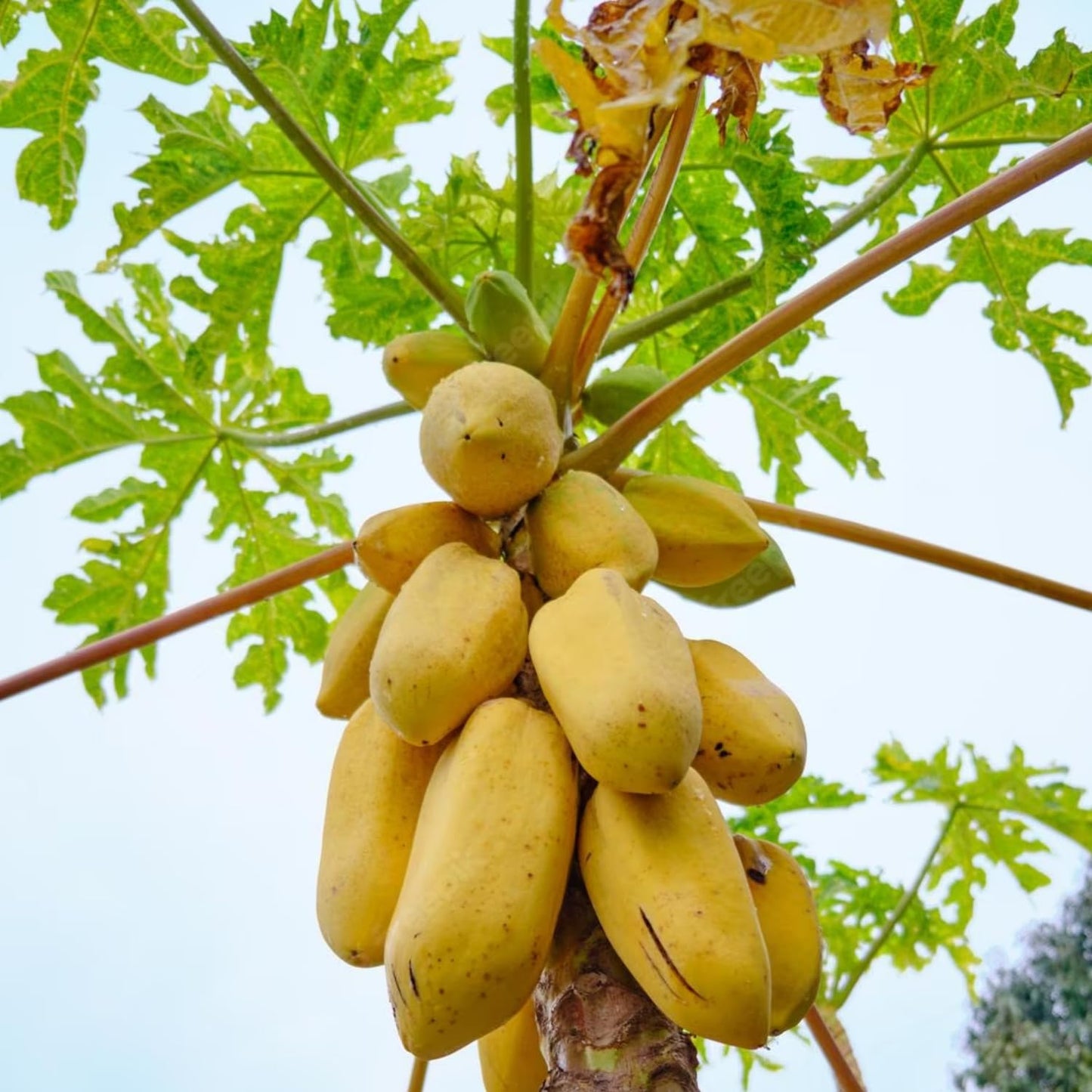 Yellow Papaya Seeds for Planting Grow Delicious Fruit at Home