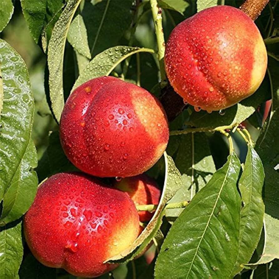 Sweet Yellow Peach Bonsai Seeds – Create Your Own Bonsai With Sweet Yellow Peaches heirloom non-gmo organic garden seeds
