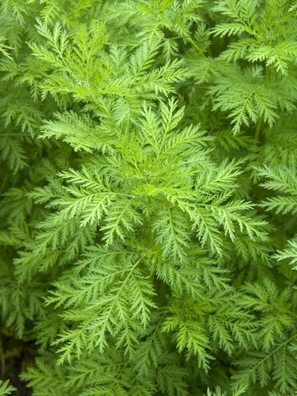 Artemisia Annua Herb Seeds