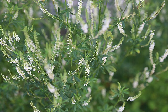 白い花の甘いクローバー（Melilotus officinalis var. alba）甘いクローバー 蜜クローバーの花の種