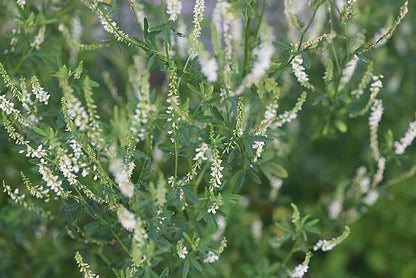白い花の甘いクローバー（Melilotus officinalis var. alba）甘いクローバー 蜜クローバーの花の種