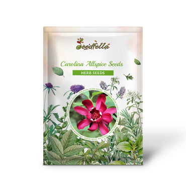 Carolina Allspice Seeds (Calycanthus floridus)