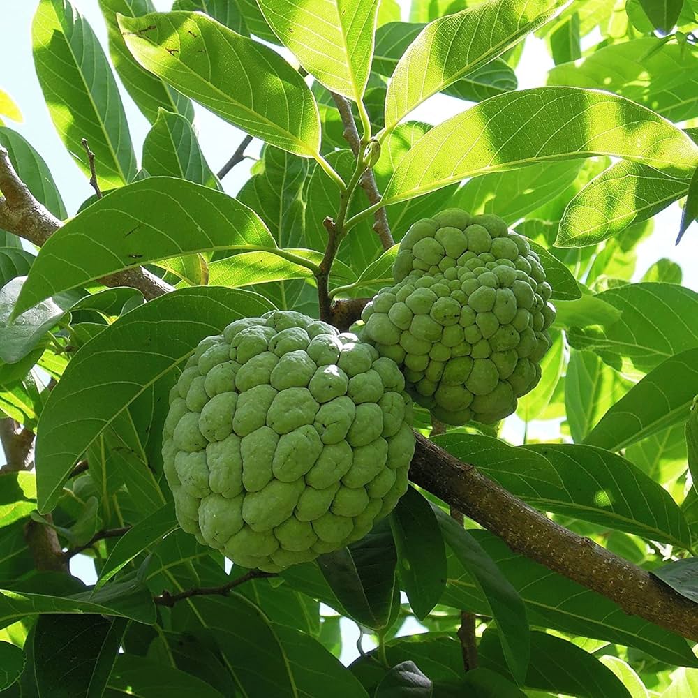 Sugar Apple (Sweetsop / Custard Apple) Annona squamosa Edible Fruit Tree Seeds