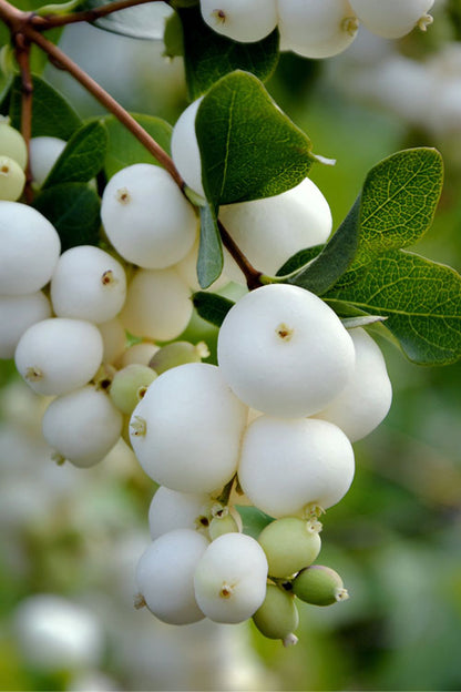 Gemeine Schneebeere - Weiße Beeren & Rosa Blüten (Symphoricarpos Alba) Strauchsamen