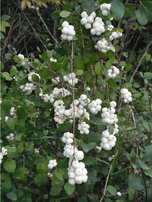 Dwarf Creeping Snowberry Shrub - White & Pink Flowers (Symphoricarpos Mollis) Seeds