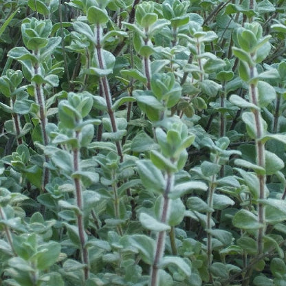 Semi di erba di Origanum Syriacum