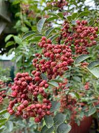 Szechuan Pepper (Peppercorn, Sichuan, Zanthoxylum bungeanum) Spice Seeds