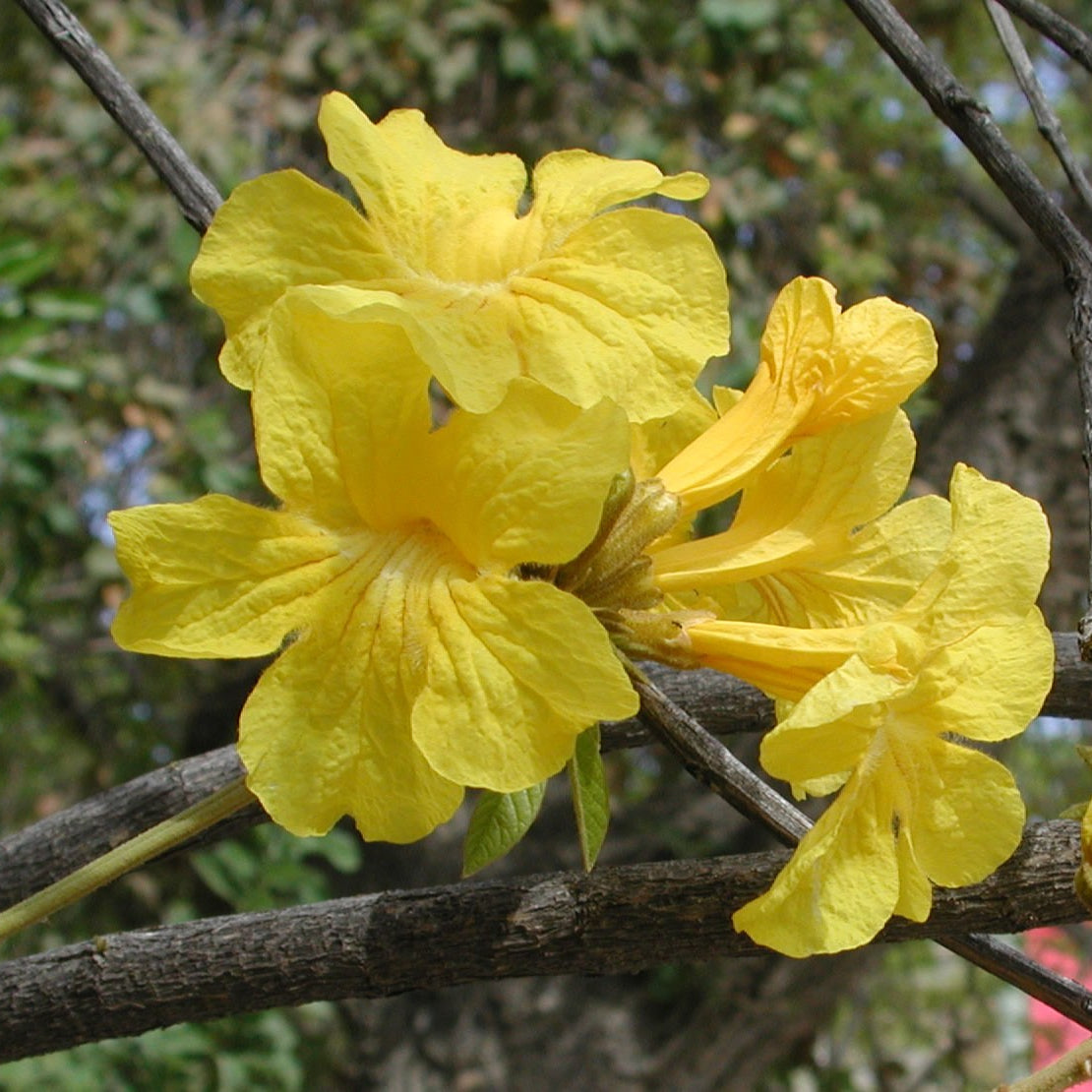 Handroanthus Chrysotrichus Flower Seeds