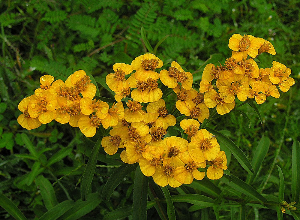 Mexican Mint Marigold (Tagetes lucida) Spanish Tarragon Flower Herb Seeds