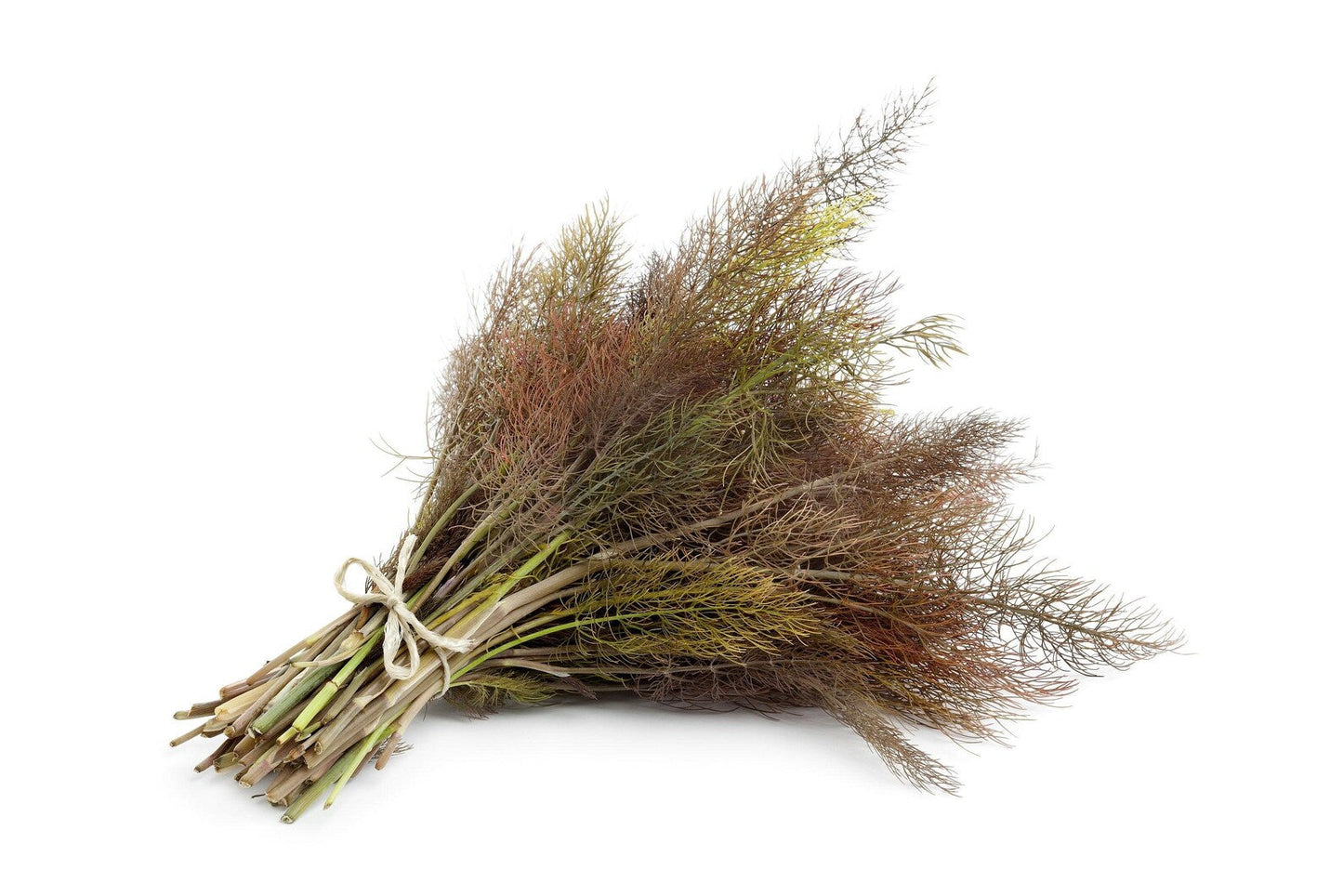 Bronze Fennel (Foeniculum vulgare ‘Purpureum’) Seeds