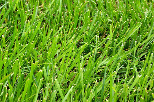 Clumping Fescue Flower seeds for Planting Easy to Grow Heirloom & GMO Free Seeds for Home Garden 
 
 Sale for planting in home garden