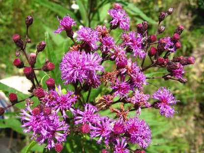ムラサキヒメヒゴタイ（Vernonia fasciculata）花の種