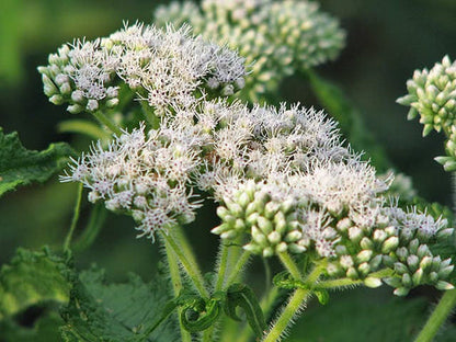 Tall White Boneset Eupatorium Perfoliatum Thoroughwort Flower Seeds heirloom non-gmo organic garden seeds
