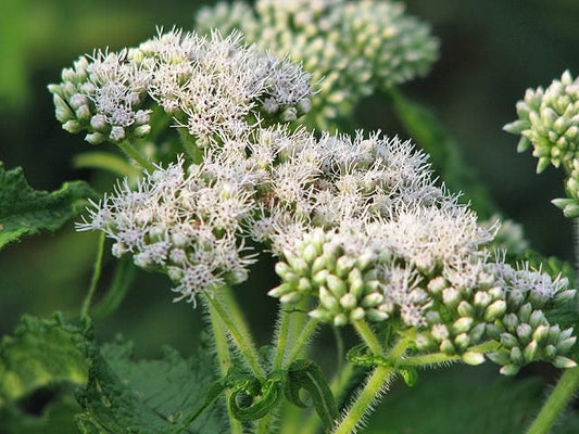 Tall White Boneset Eupatorium Perfoliatum Thoroughwort Flower Seeds heirloom non-gmo organic garden seeds