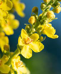 Yellow Verbascum Thapsus (Common Mullein) Flower Herb Seeds