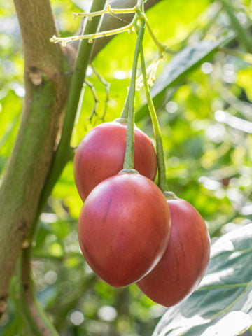 Tamarillo / Tree Tomato (Cyphomandra Betacea) Fruit Tree Seeds