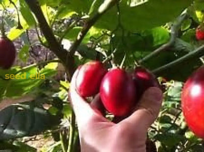 Red Tamarillo Fruit Seeds for Planting Grow Delicious Tamarillos