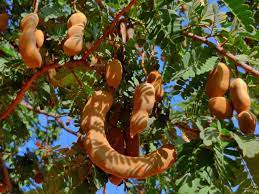 Tamarind Fruit Tree (Tamarindus indica) Bean Pod Legume Seeds