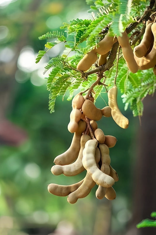 Tamarind Fruit Tree Tamarindus Indica Bean Pod Legume Seeds heirloom non-gmo organic garden seeds