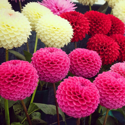 Dahlia  Flower Seeds