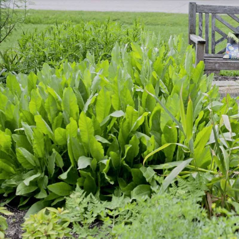 Costmary Herb Seeds