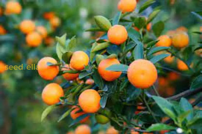 Orange Tangerine Tree Seeds for Planting | Grow Your Own Citrus Delight