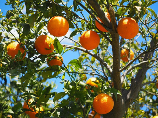 Tangerine Mandarin Orange Citrus Reticulata Fruit Tree Seeds heirloom non-gmo organic garden seeds