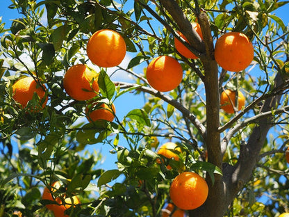 Tangerine Mandarin Orange Citrus Reticulata Fruit Tree Seeds heirloom non-gmo organic garden seeds
