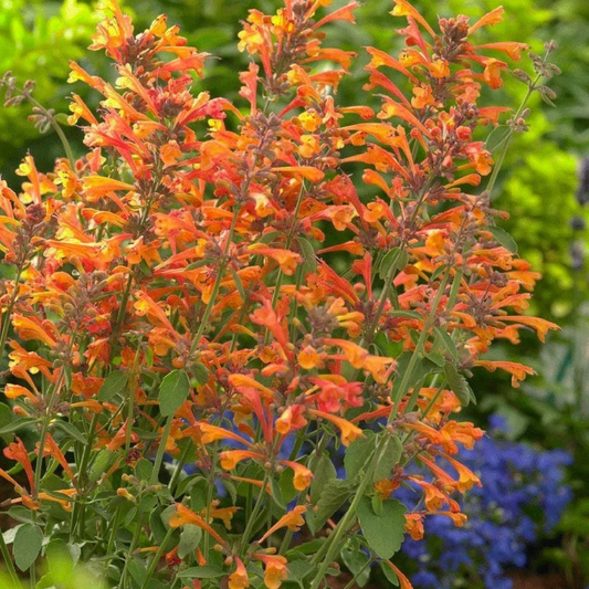 Semillas de flores de Agastache Aurantiaca